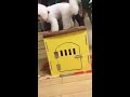 China's Hottest Short Video Compilation/ Competent dog/ Funny Dogs and Cats/中国目前最火短视频合集/能干的狗狗/搞笑猫狗