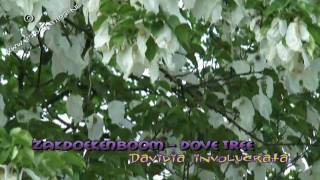 Dove tree, Handkerchief Tree - Vaantjesboom