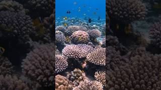 Great Barrier Reef In Peril Australias Ocean Emergency