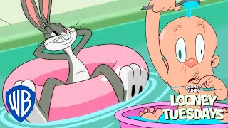 Looney Tunes Em Português 🇧🇷 | Coelho Da Piscina! 🐰 | Wb Kids