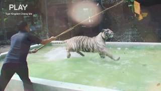 White Tigers Franc & Dollar playing - Tiger Kingdom Chiang Mai