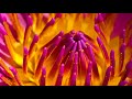 Relaxing Spa Music, Stress Relief Music, Relax Music, Meditation Music, Instrumental Music, ✿3240C