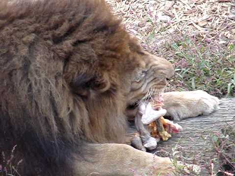 旭山動物園　ライオンさんお食事中！