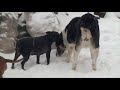овчарки,от черной и черно-белой суки...<br