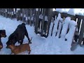 />http://www.top-dogs.ru/index.htm<br />Племенной питомник РКФ "Фарфоровая