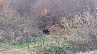 Srpski Goniči.u Par Je Lakše