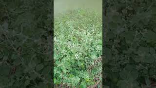 Kondapindi Akku