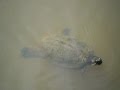 THE TURTLE