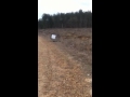 Testing cci TNT 30 gr ammo 22 mag savage 93 bull barell