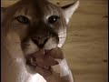 cougar