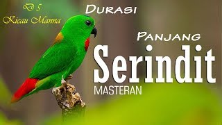 Kicauan Burung Serindit Suara DASYAT MEMUKAU Bagus Untuk Masteran MURAI BATU
