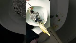 Banyo Yapan Sultan Papağanı Fıstık , Papağanlar Nasıl Banyo Yapar Komik Papağan Videoları