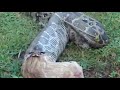 Snake Python Vomiting A Big Dog After Eating Unusual Scene ...