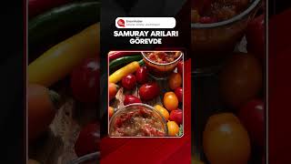 Kokarca Böcekleri Istilası