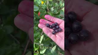 Picking Aronia Berries Is Very Easy 11 Pounds Per Hour