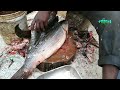 Amazing Cutting Fish | Fastest Rohu Fish Cutting | Big Carp Clean And Fillet Videos