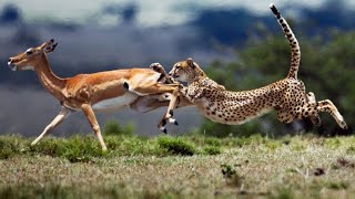 Cheetah Attack Deer Wildlife Doentary National Geographic P6L9Ehu7Bso