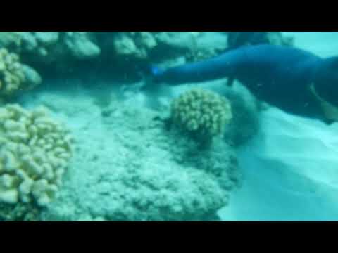 Free Diving Hawaii Catching Baby Shark