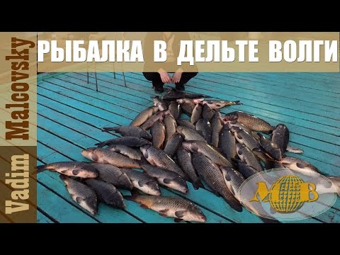 ловля карася в дельте волги ловля карася в дельте волги