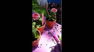 Garden Project for St. Ignatius Nursing Home