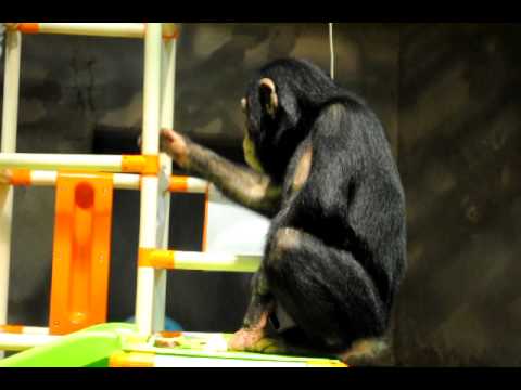 いしかわ動物園 チンパンジーのイチゴ♀ 20101204