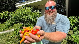 Famous Datil Pepper Sauce And Crab Cakes In St Augustine Florida Catch, Clean Cook