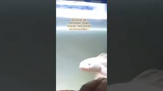 Channa Albino Super White