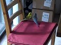 Parakeets Or Budgies Chirping Playing And Singing images Parakeets Or Budgies Chirping Playing And Singing