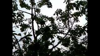 Permaculture Awakening Permaculture Awakening