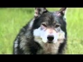 White Fang - GET OUTTA HERE!!!
