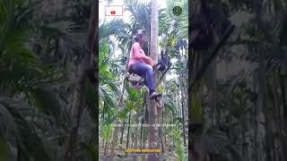 Girl Effortlessly Climbing Tree Using A Tree Climbing Machine