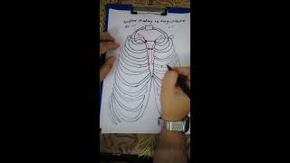 Surface Anatomy Of Lung &Pleura.