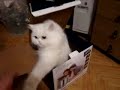 The super fast cat attacks - ninja cat - youtube