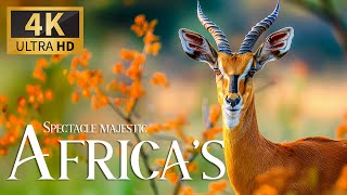 Spectacle Majestic Africa’s 4K 🐾 Dicovery Nature Beautiful Wildlife Film With Relax Piano Music