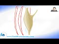 stretch reflex