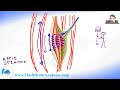 stretch reflex