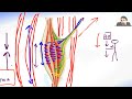 stretch reflex
