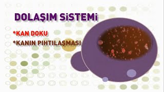 Dolaşim Si̇stemi̇ - Kan Doku, Kanın Pıhtılaşması