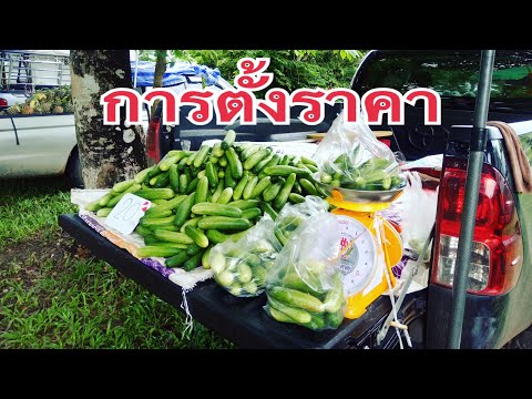 การขายแตงกวา ควรตั้งราคายังไง
