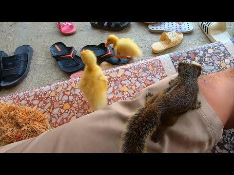 Sóc Đất Ngày Thứ 2 Chơi Cùng Vịt Con Chíp Chíp Và Thỏ Trắng Mắt Đỏ / Quế Nghịch