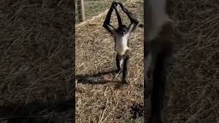 When Your Walking Barefoot Through Horse Poop But Still Dont Wanna Get Your Hands Dirty