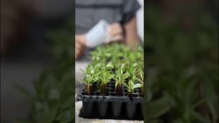 Desert rose planting: Moving the little ones from the cells to disposable cups.