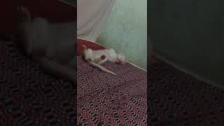Pernas Abertas Kkkk