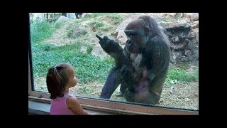 Les bébés drôles au zoo - Les enfants au zoo Nouvelle compilation