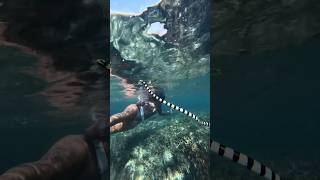 We Ran Into This Deadly Little Sea Snake The Banded Sea Krait Is One Of The Most Venomous Sea