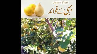 Benefits Of Safarjal Bihi Quince Fruit Haji Shahid Attari
