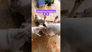 Male Dog Breed Female Dog, Dog Mating
