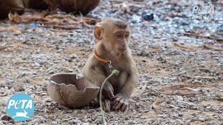 Thailand Exposed For Chaining And Abusing Baby Monkeys