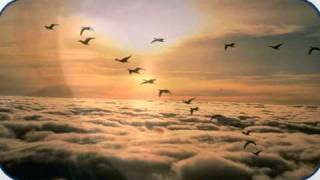 Watch Verve Where The Geese Go video