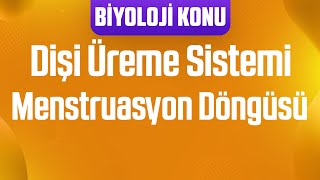 Dişi Üreme Sistemi : Menstruasyon Döngüsü